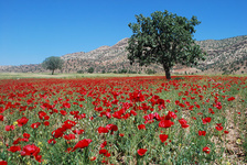 bayatazadbakht (3).jpg